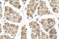 KLHL31 antibody - C-terminal region